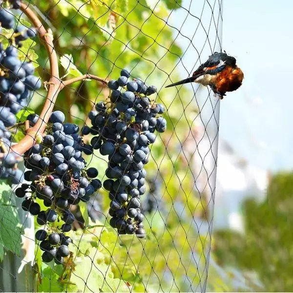 About Dayanand Bird Netting